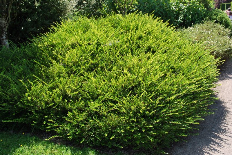 Lonicera pileata