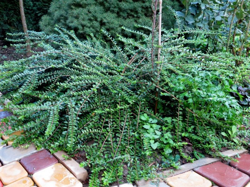 Жимолость блестящая (Lonicera nitida)