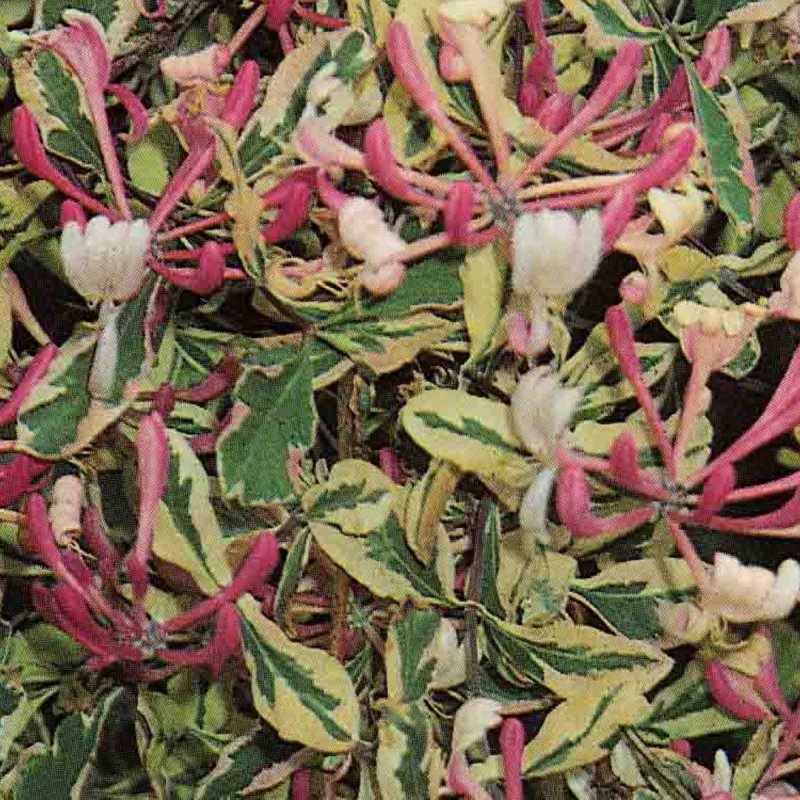Жимолость блестящая (Lonicera nitida)