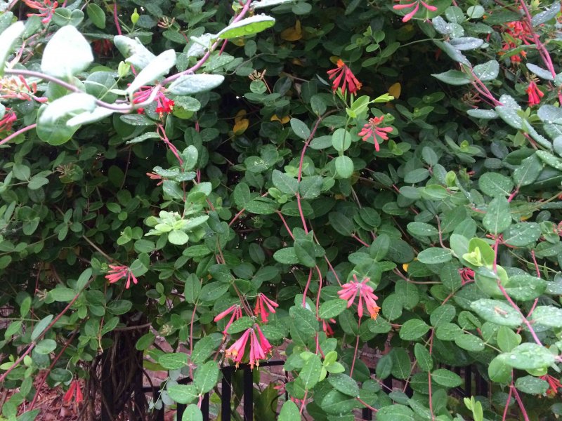 Жимолость Гекрота variegata