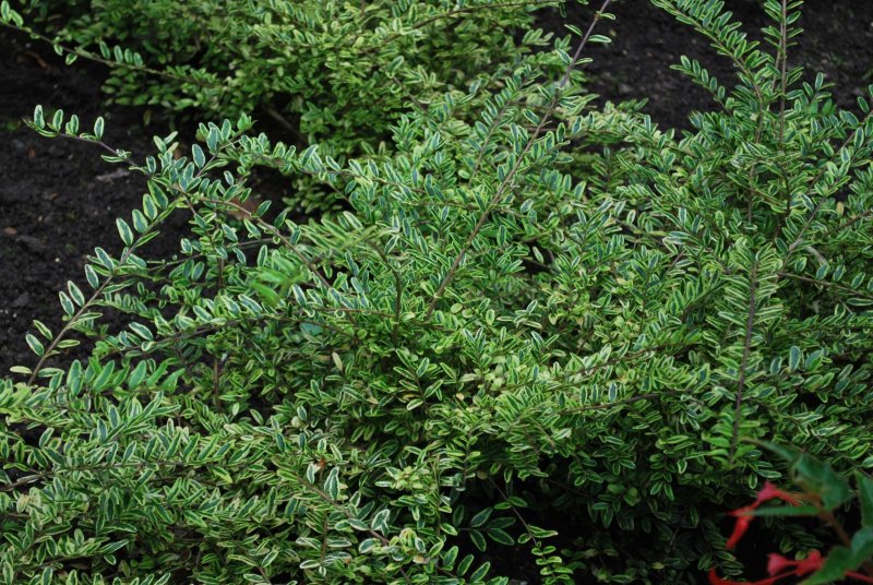 Жимолость шапочная (Lonicera pileata