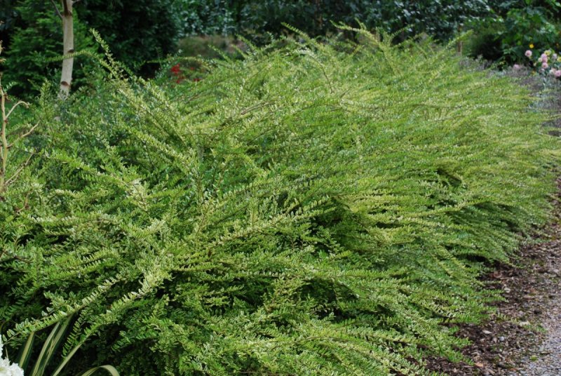 Жимолость блестящая (Lonicera nitida)