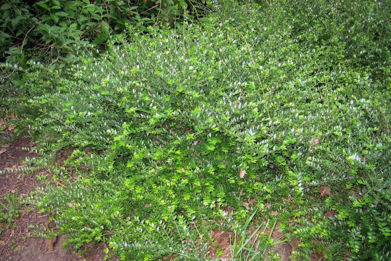 Жимолость Lonicera nitida