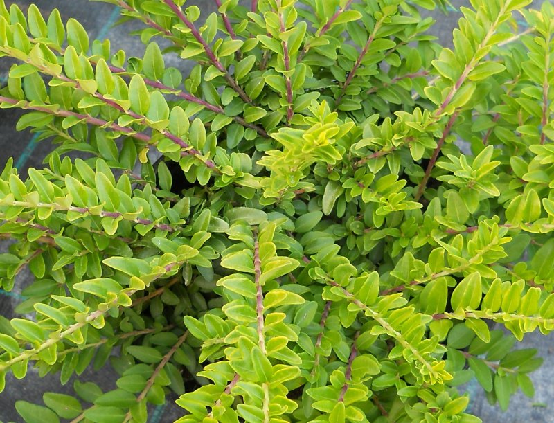 Жимолость Lonicera nitida