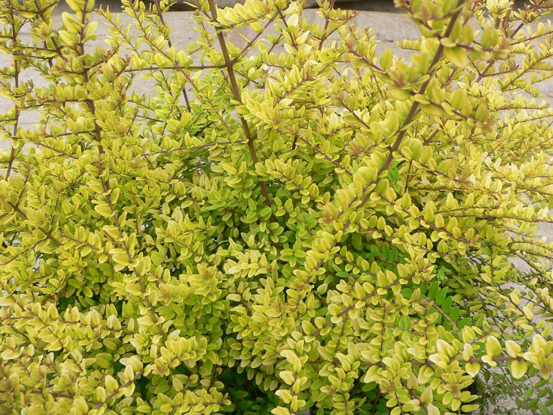 Жимолость блестящая (Lonicera nitida)