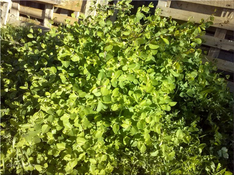 Жимолость блестящая (Lonicera nitida)