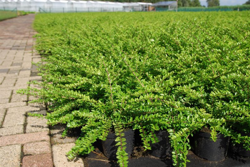 Жимолость шапочная – Lonicera pileata oliv.