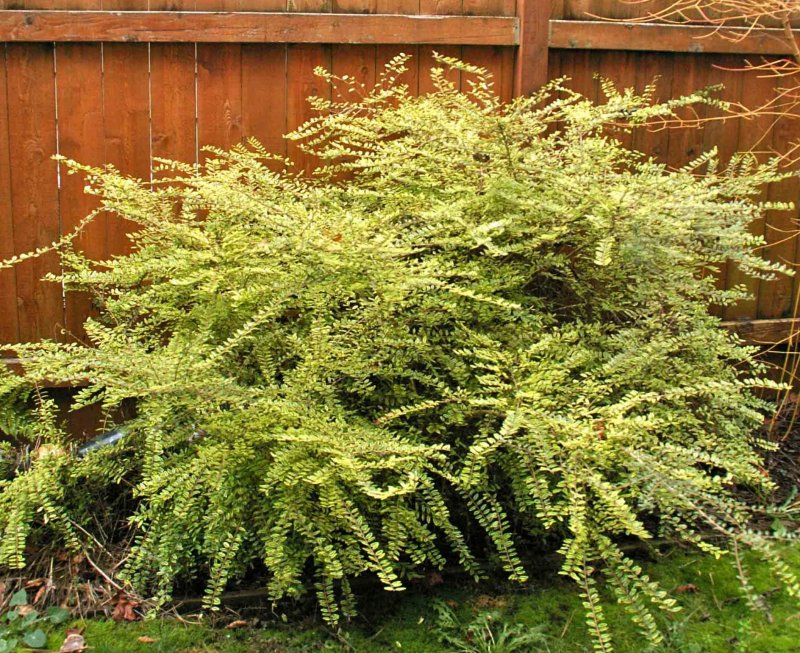 Lonicera nitida Lemon Beauty