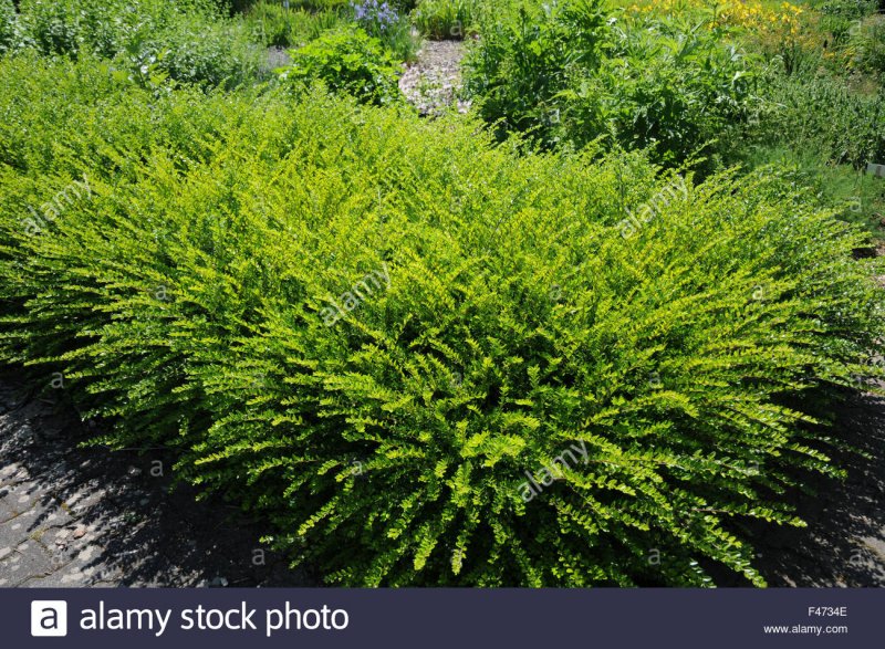 Lonicera pileata 'Moss Green'