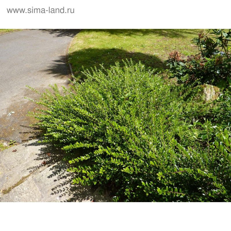 Жимолость блестящая (Lonicera nitida)