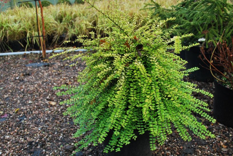 Жимолость блестящая (Lonicera nitida)