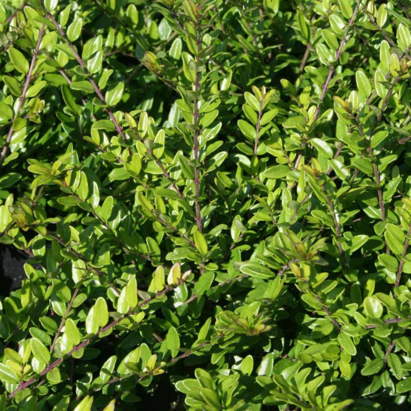 Жимолость блестящая (Lonicera nitida)