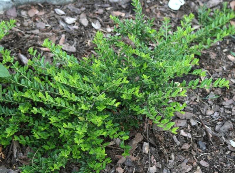 Жимолость шапочная (Lonicera pileata Moss Green)
