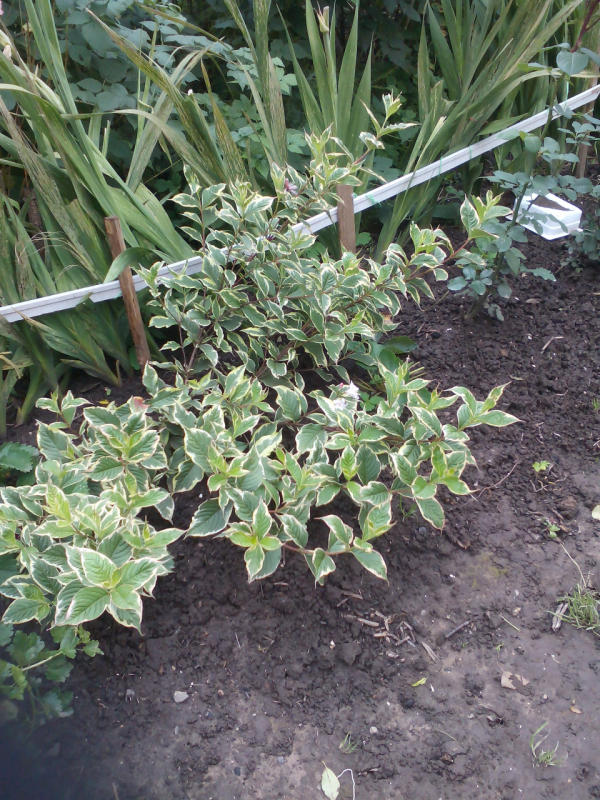 Жимолость вечнозеленая (Lonicera sempervirens)