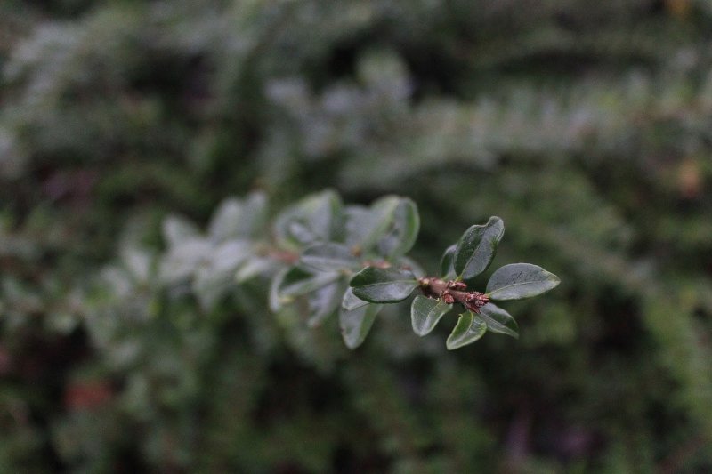 Lonicera pileata