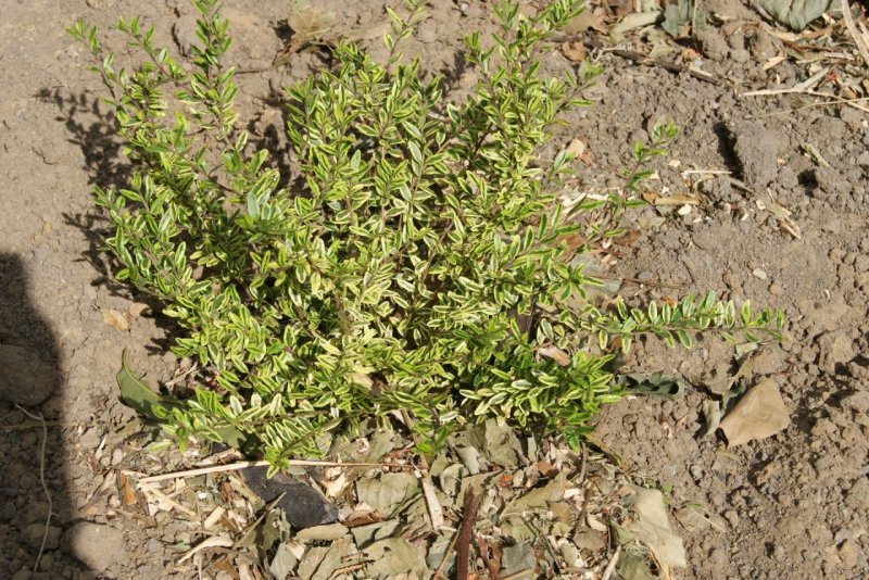 Lonicera pileata