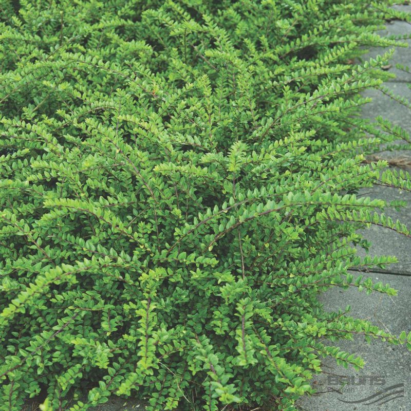 Жимолость шапочная (Lonicera pileata