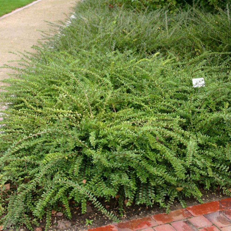 Lonicera nitida