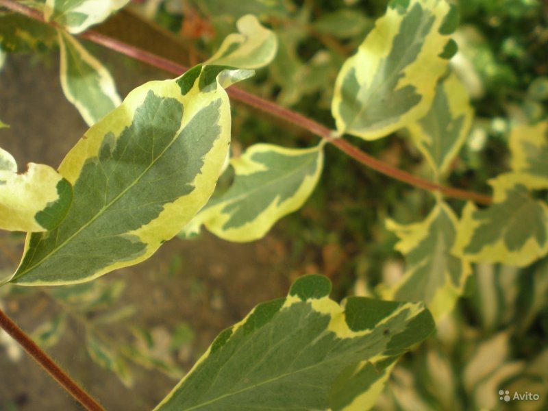 Жимолость nitida Baggesens Gold