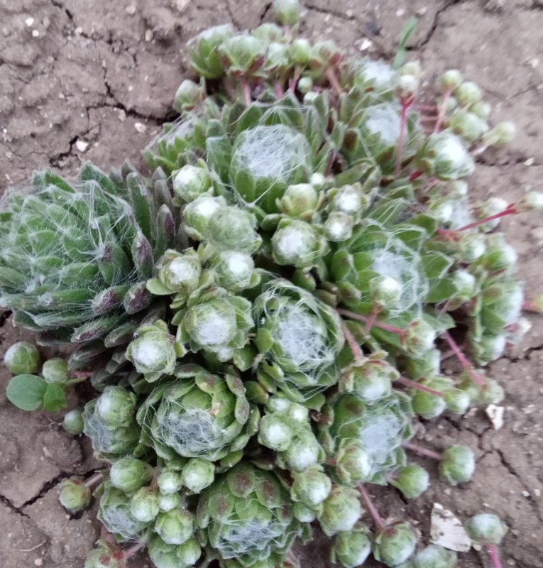 Суккулент с паутинкой