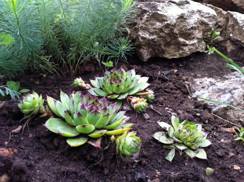 Sempervivum montanum