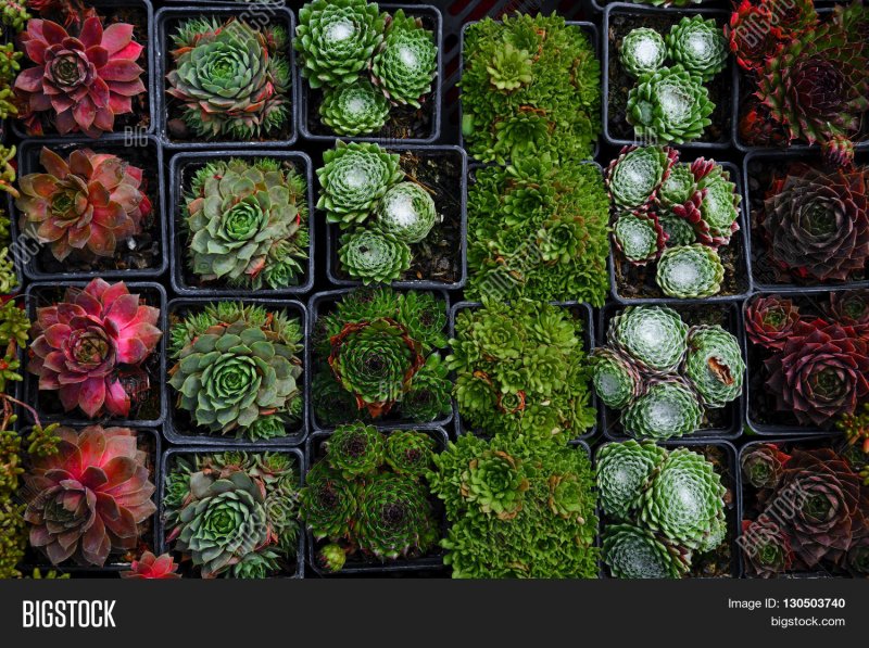 Камнеломка Saxifraga sarmentosa