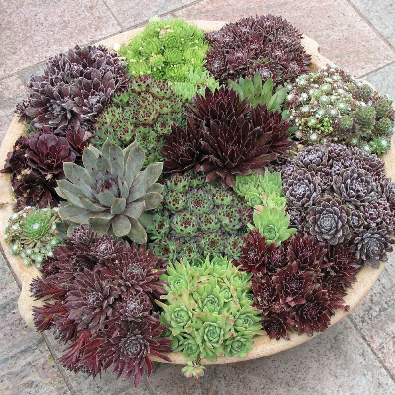 Молодило, «каменная роза» (Sempervivum)