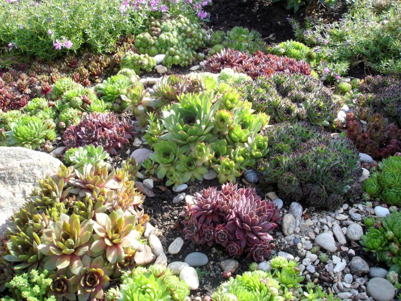 Молодило Sempervivum BIGSAM Chrome Green