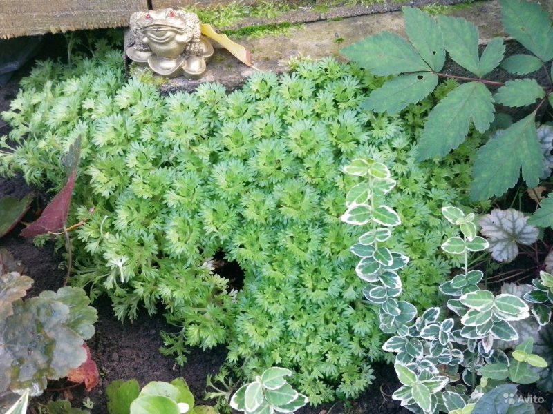 Камнеломка суккулент