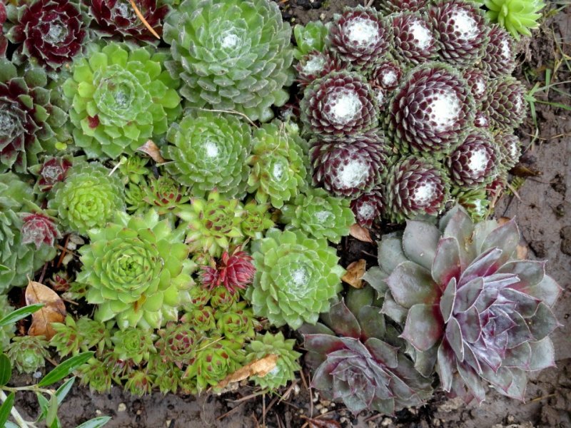 Aeonium Volkeri