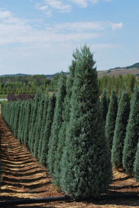 Cupressus arizonica Fastigiata