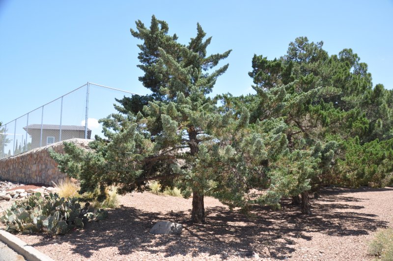 Cupressus sempervirens l. Кипарис вечнозеленый