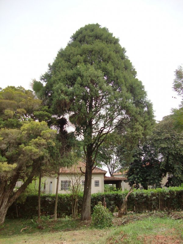 Кипарис (Cupressus sempervirens) p9