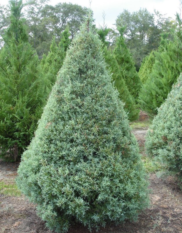 Cupressus arizonica Fastigiata