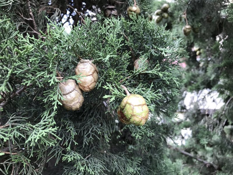Кипарис вечнозеленый ‘пирамидальный’ — Cupressus sempervirens l. ‘pyramidalis’