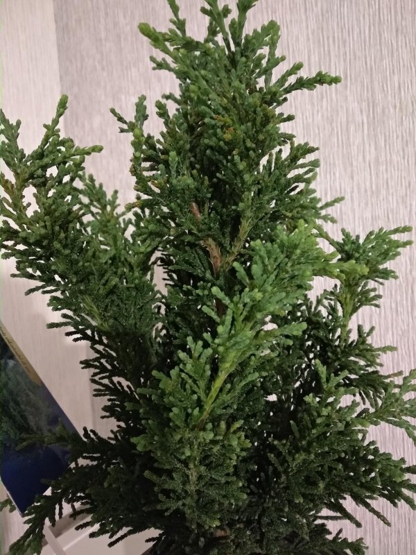 Кипарисовик Драхт