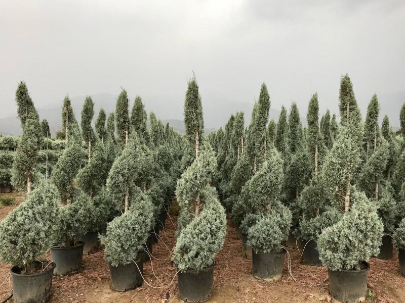Cupressus arizonica