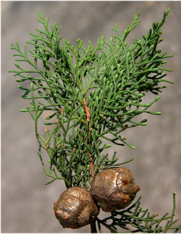 Кипарис вечнозеленый (Cupressus sempervirens)