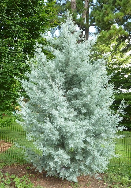 Кипарис Аризонский Фастигиата (Cupressus arizonica Fastigiata)