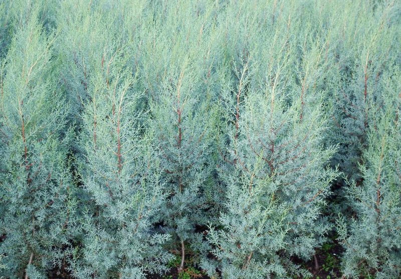 Кипарис Аризонский Cupressus arizonica