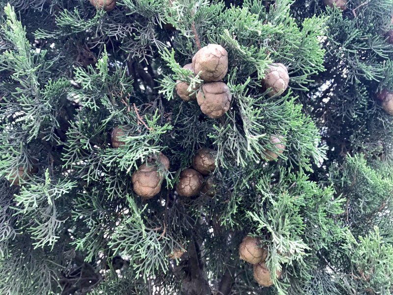 Кипарис Cupressus macrocarpa