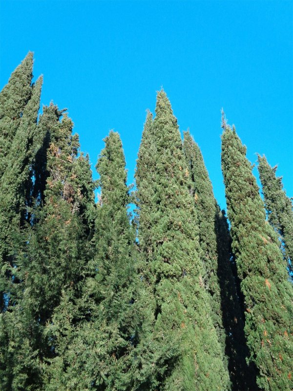 Cupressus nootkatensis