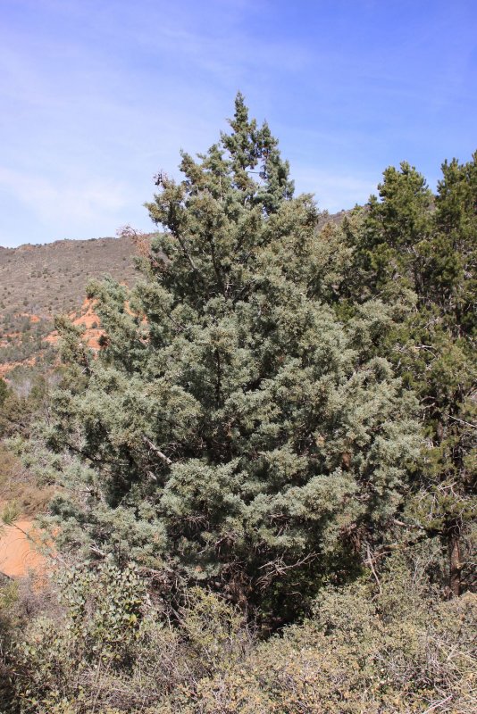 Кипарис калифорнийский Cupressus
