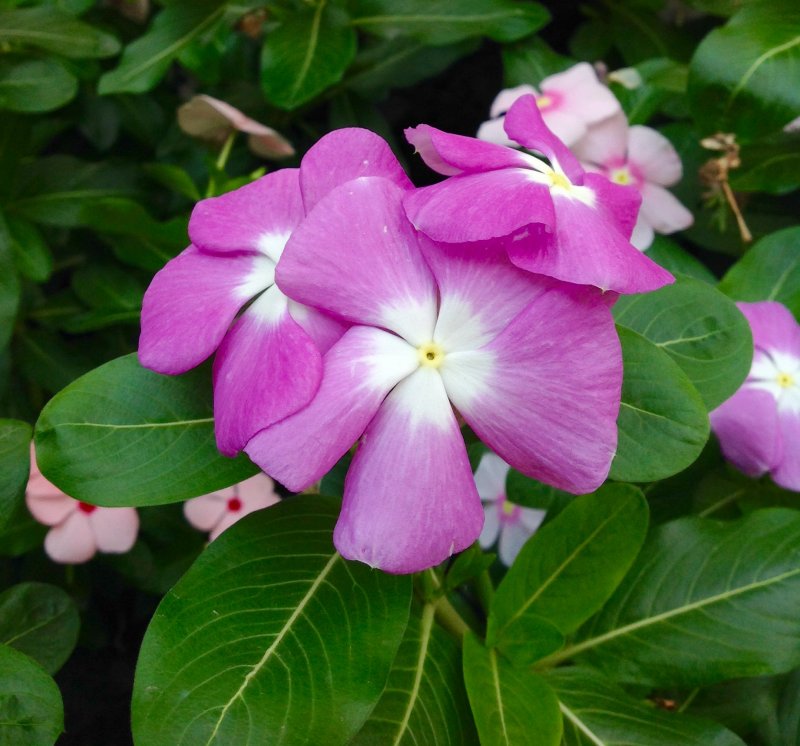 Catharanthus roseus