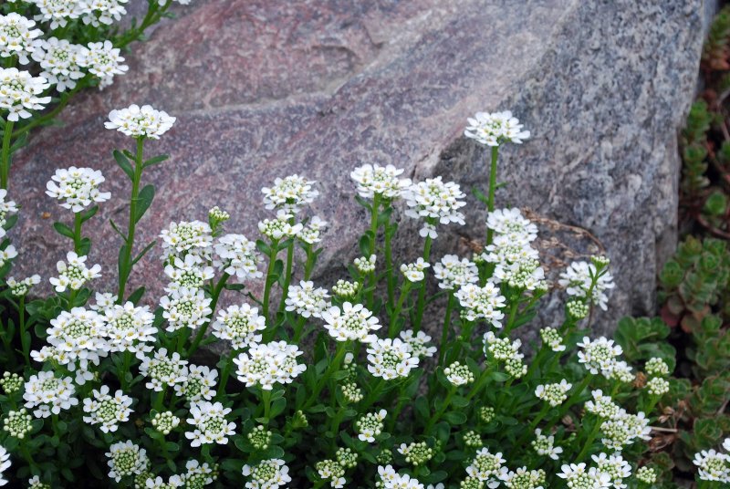 Иберис Iberis sempervirens Masterpiece