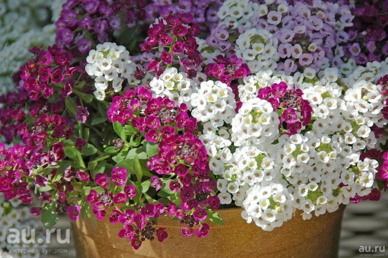Иберис Самоцветы