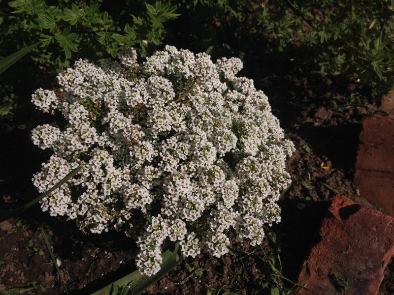Алиссум Lobularia maritima