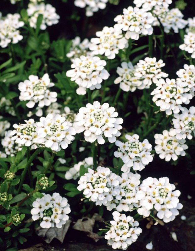 Алиссум Lobularia maritima