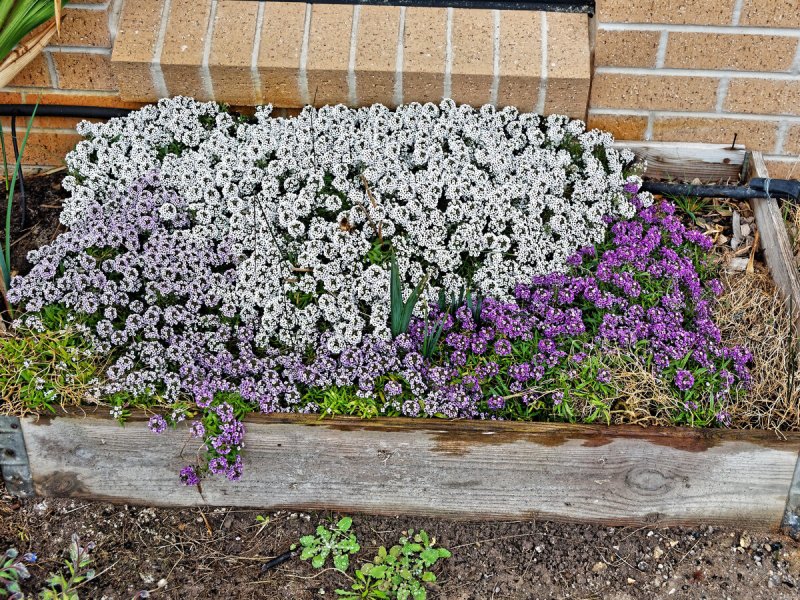 Иберис Iberis sempervirens Pink Ice