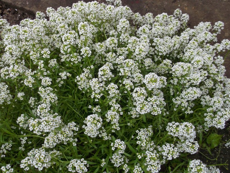 Иберис и алиссум (68 фото)